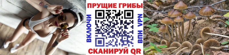 Галлюциногенные грибы Cubensis  магазин продажи   Амурск 
